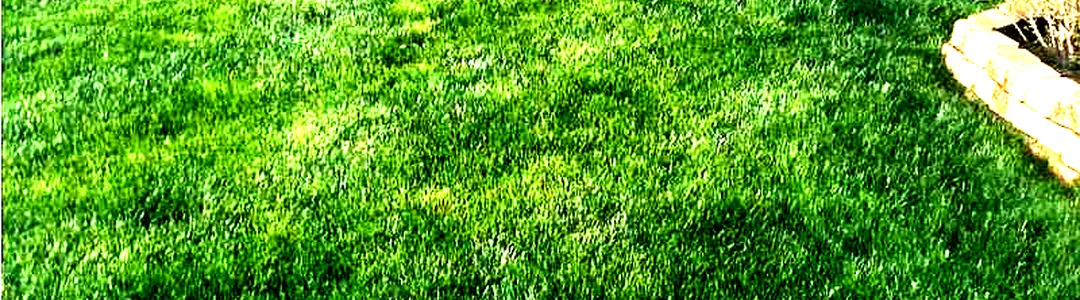 Best in Grass Nevada Award Show