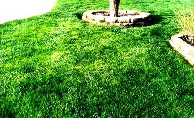 Best in Grass Nevada Award Show