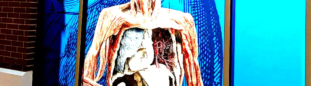 Bodies: The Exhibition