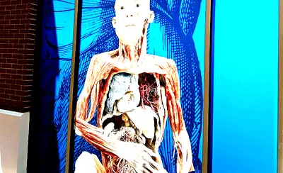 Bodies: The Exhibition