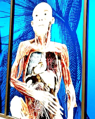 Bodies: The Exhibition (Multiple Dates and Times)