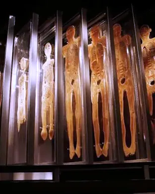 Bodies: The Exhibition (Multiple Dates and Times)