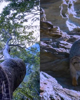 National Geographic Live: Untangling The Mind